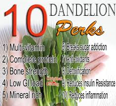 dandelion perks