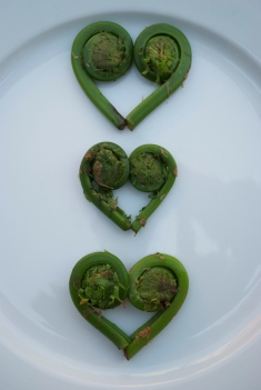 fiddlehead fern hearts